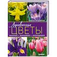 russische bücher: Лариса Петровская - Луковичные цветы. Выбираем, выращиваем, наслаждаемся