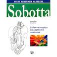 russische bücher: Крец О. - Sobotta. Рабочая тетрадь по анатомии человека